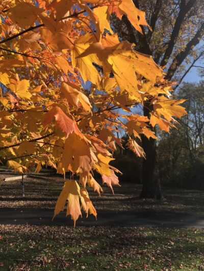 Easton Park - West Chicago, IL