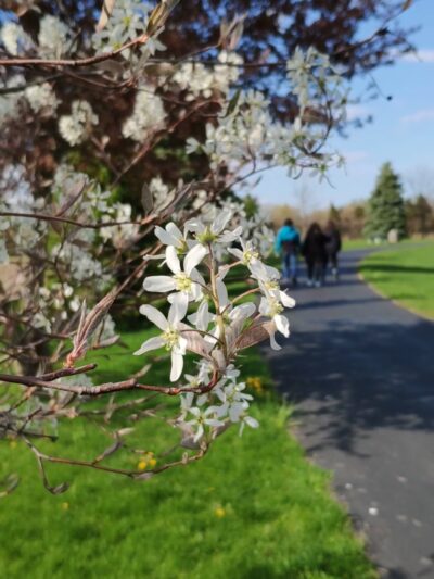 McCaslin Park - West Chicago, IL