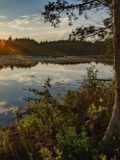 Stafford Forge Wildlife Management Area - West Creek, NJ
