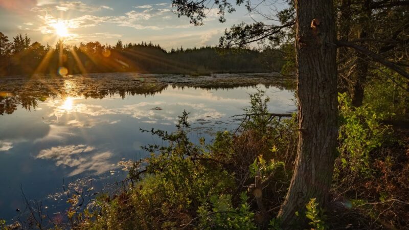 Stafford Forge Wildlife Management Area - West Creek, NJ