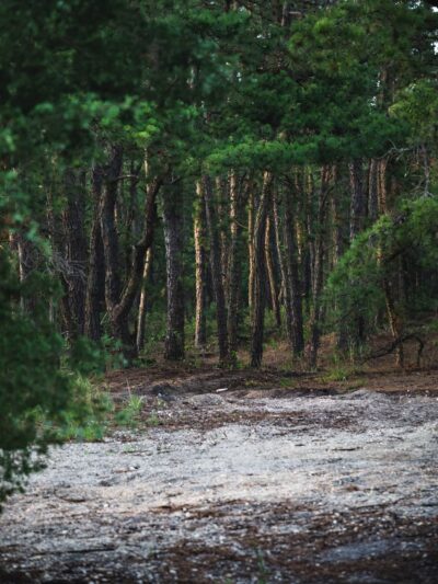 Stafford Forge Wildlife Management Area - West Creek, NJ