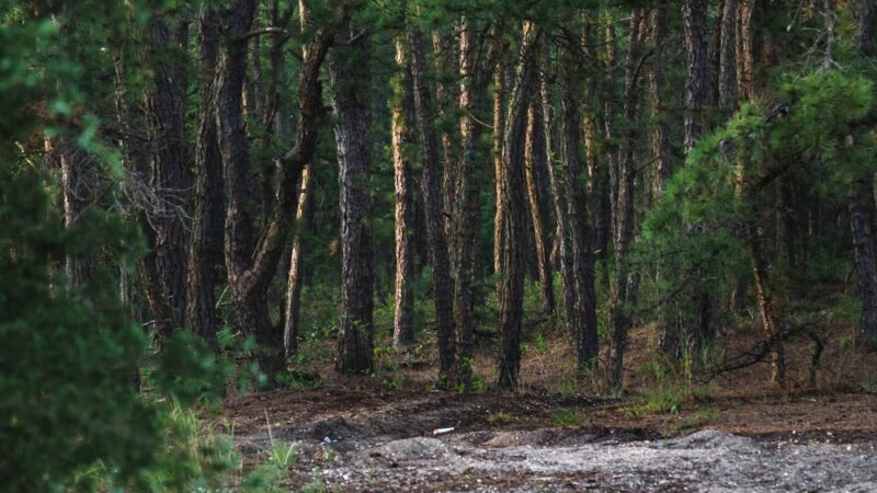 Stafford Forge Wildlife Management Area - West Creek, NJ