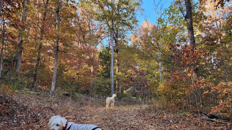 Lake Wilson Pavilion - West Fork, AR