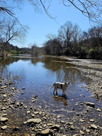 REAL Carter Park DGC - West Fork, AR