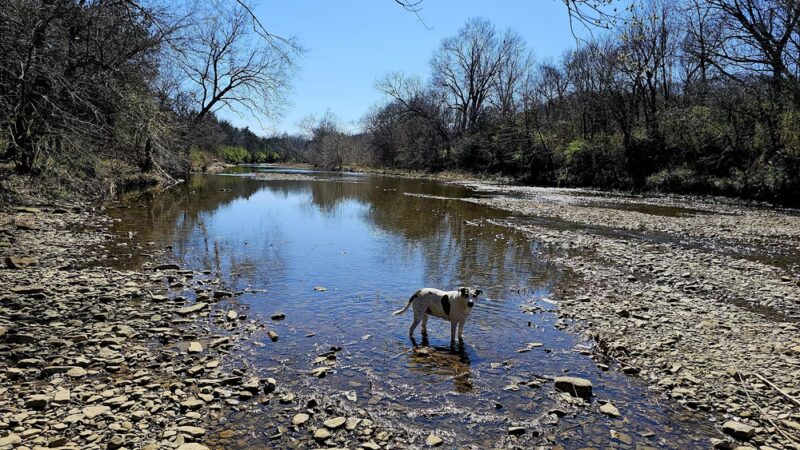 REAL Carter Park DGC - West Fork, AR