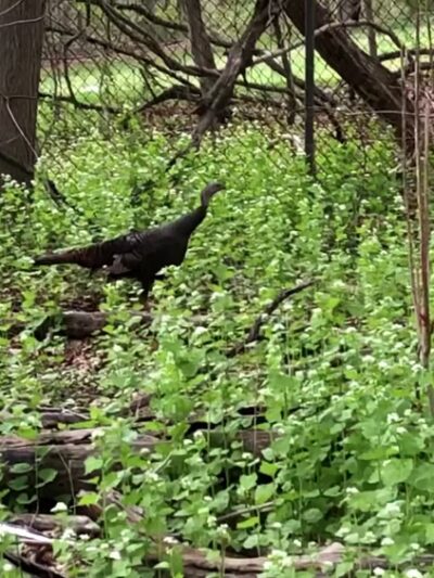 Cranberry Lake Preserve - West Harrison, NY
