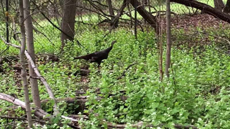 Cranberry Lake Preserve - West Harrison, NY