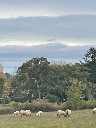 Westmoor Park - West Hartford, CT