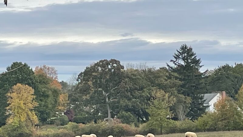 Westmoor Park - West Hartford, CT