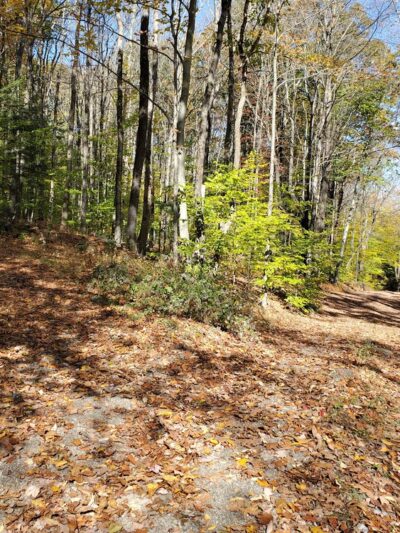 Tunxis Wildlife Management Area - West Hartland, CT