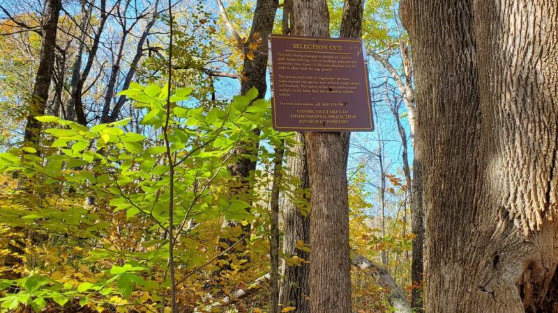 Tunxis Wildlife Management Area - West Hartland, CT