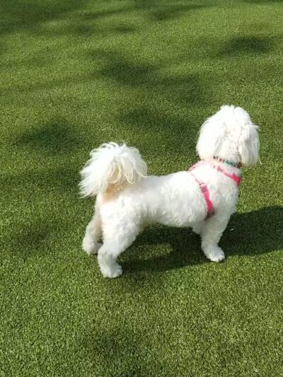 West Hollywood Small Dog Park - West Hollywood, CA