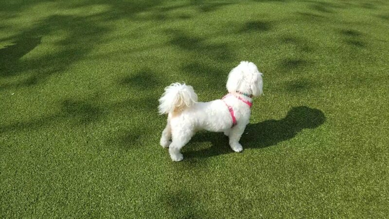 West Hollywood Small Dog Park - West Hollywood, CA