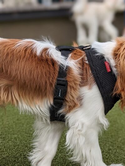 West Hollywood Small Dog Park - West Hollywood, CA