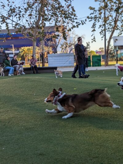 West Hollywood Small Dog Park - West Hollywood, CA