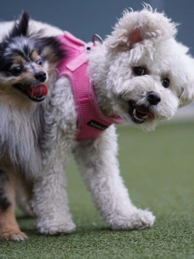West Hollywood Small Dog Park - West Hollywood, CA
