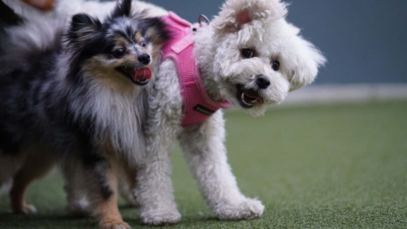 West Hollywood Small Dog Park - West Hollywood, CA