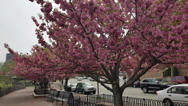 Liberty Skyline - West New York, NJ