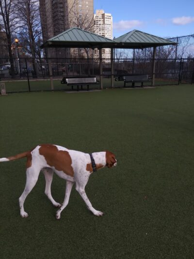 Patricia McEldowney Field - West New York, NJ