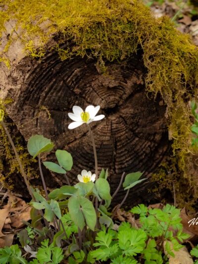 Cedar Creek Gorge - West Newton, PA
