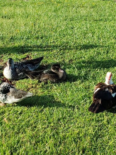 Coconut Park - West Palm Beach, FL