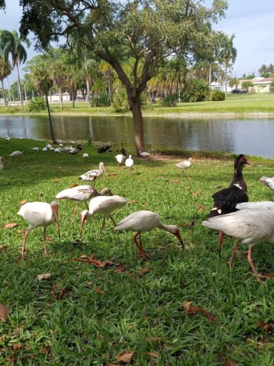 Dreher Park - West Palm Beach, FL