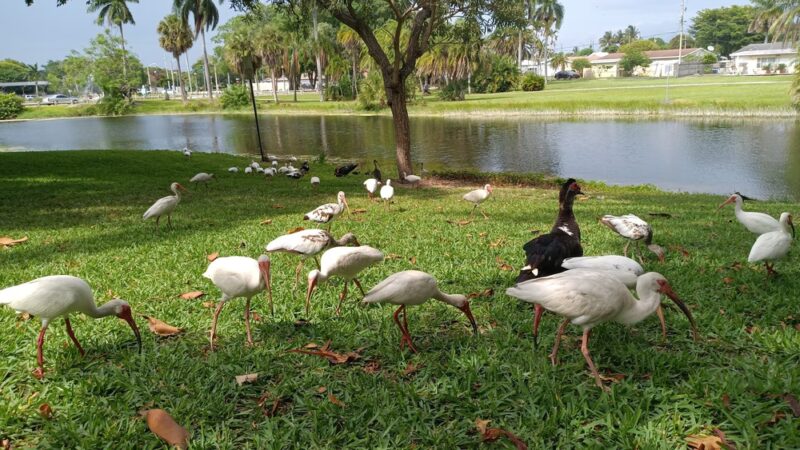 Dreher Park - West Palm Beach, FL