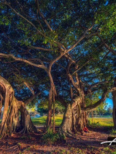 Dreher Park - West Palm Beach, FL