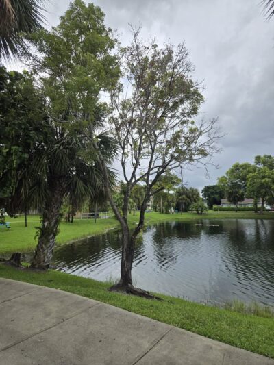 Old Trail Park - West Palm Beach, FL