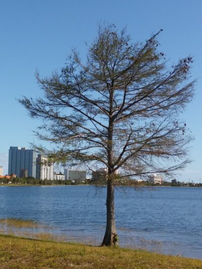 Westward Park - West Palm Beach, FL