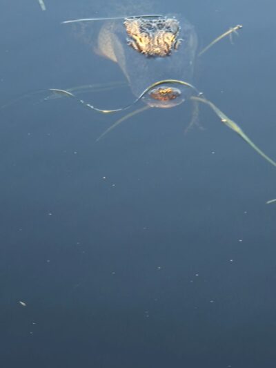 Winding Waters Natural Area - West Palm Beach, FL