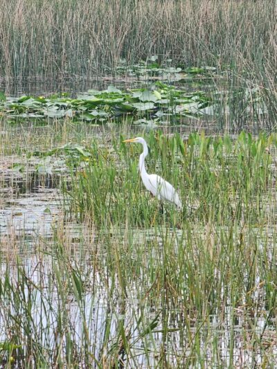 Winding Waters Natural Area - West Palm Beach, FL