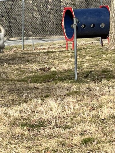 West plains dog park Gene Jones - West Plains, MO