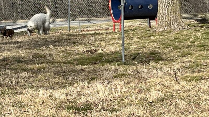 West plains dog park Gene Jones - West Plains, MO