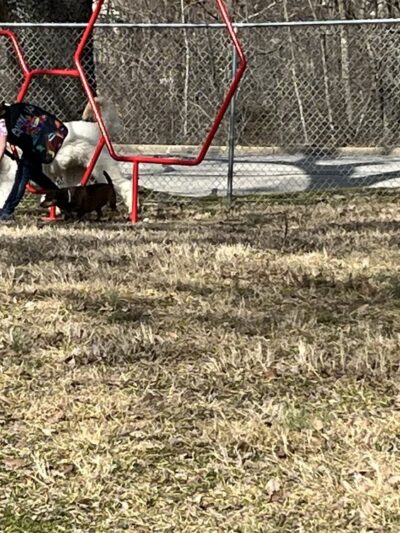 West plains dog park Gene Jones - West Plains, MO