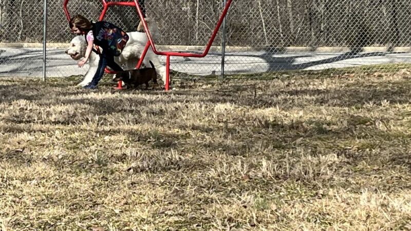 West plains dog park Gene Jones - West Plains, MO