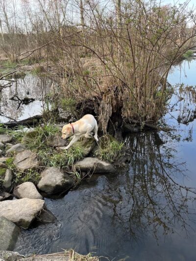 Meadow Pond Park - West Simsbury, CT