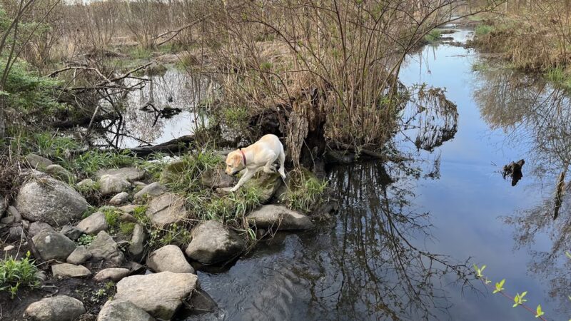 Meadow Pond Park - West Simsbury, CT