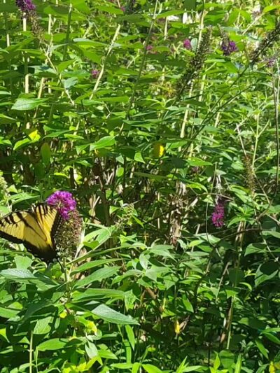Hidden Pond Nature Center - West Springfield, VA