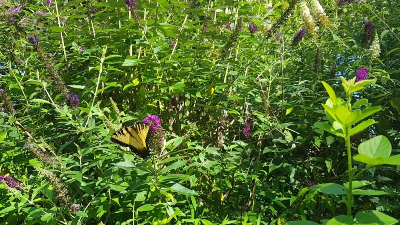 Hidden Pond Nature Center - West Springfield, VA