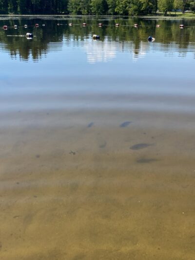 Card Pond - West Stockbridge, MA