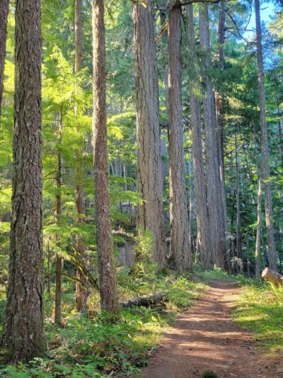 Hardesty Trailhead - Lower - Westfir, OR