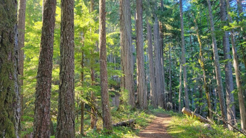 Hardesty Trailhead - Lower - Westfir, OR