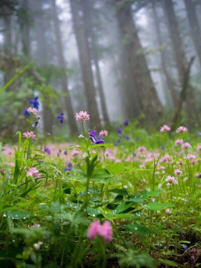Tire Mountain Trailhead - Westfir, OR