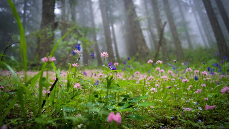 Tire Mountain Trailhead - Westfir, OR