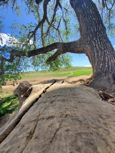 OPEN Space Offleash Dog Area. - Westminster, CO