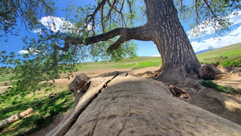 OPEN Space Offleash Dog Area. - Westminster, CO