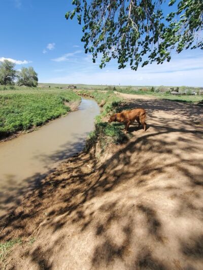 OPEN Space Offleash Dog Area. - Westminster, CO