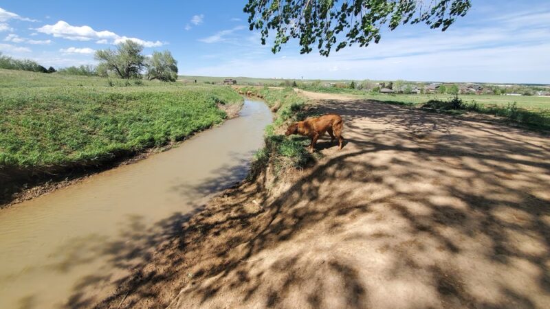 OPEN Space Offleash Dog Area. - Westminster, CO