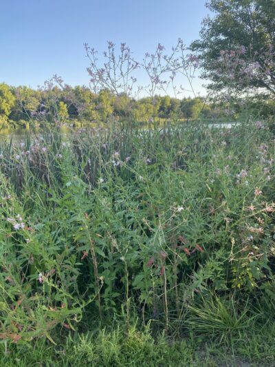 Pottawatomie County State Lake #1 - Westmoreland, KS